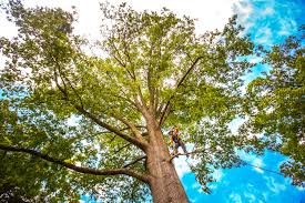 Best Commercial Tree Services  in Jacksonville, OR