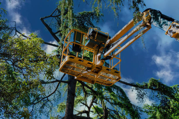 Best Lot and Land Clearing  in Jacksonville, OR