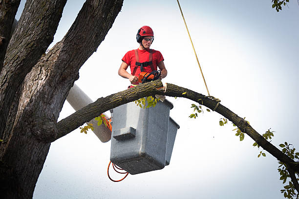 Best Tree Risk Assessment  in Jacksonville, OR